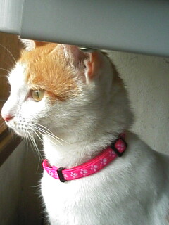 �F�ƒK�ƈ��L(�l���������r�s�d�k�k�`)�̐���