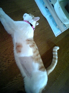 �F�ƒK�ƈ��L(�l���������r�s�d�k�k�`)�̐���