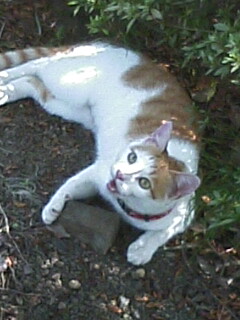 �F�ƒK�ƈ��L(�l���������r�s�d�k�k�`)�̐���