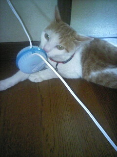 �F�ƒK�ƈ��L(�l���������r�s�d�k�k�`)�̐���