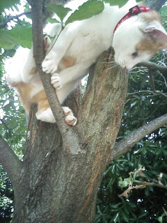 �F�ƒK�ƈ��L(�l���������r�s�d�k�k�`)�̐���