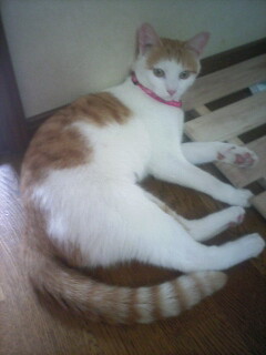 �F�ƒK�ƈ��L(�l���������r�s�d�k�k�`)�̐���