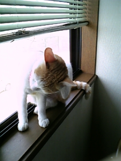 �F�ƒK�ƈ��L(�l���������r�s�d�k�k�`)�̐���