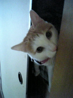 �F�ƒK�ƈ��L(�l���������r�s�d�k�k�`)�̐���