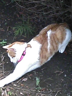 �F�ƒK�ƈ��L(�l���������r�s�d�k�k�`)�̐���