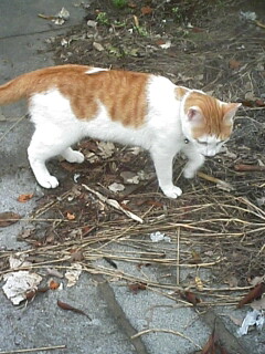 �F�ƒK�ƈ��L(�l���������r�s�d�k�k�`)�̐���