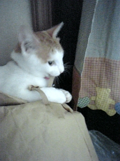 �F�ƒK�ƈ��L(�l���������r�s�d�k�k�`)�̐���