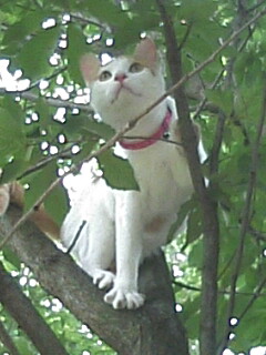 �F�ƒK�ƈ��L(�l���������r�s�d�k�k�`)�̐���