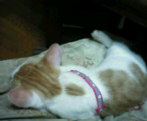 �F�ƒK�ƈ��L(�l���������r�s�d�k�k�`)�̐���