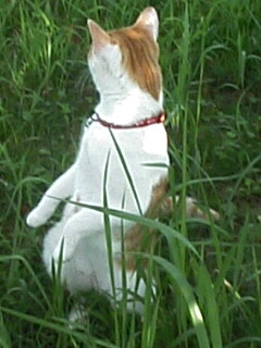 �F�ƒK�ƈ��L(�l���������r�s�d�k�k�`)�̐���