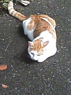 �F�ƒK�ƈ��L(�l���������r�s�d�k�k�`)�̐���