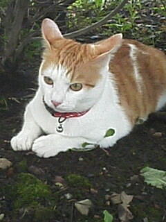 �F�ƒK�ƈ��L(�l���������r�s�d�k�k�`)�̐���