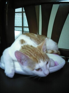 �F�ƒK�ƈ��L(�l���������r�s�d�k�k�`)�̐���