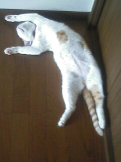 �F�ƒK�ƈ��L(�l���������r�s�d�k�k�`)�̐���