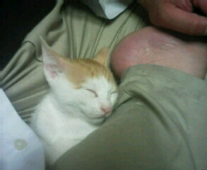 �F�ƒK�ƈ��L(�l���������r�s�d�k�k�`)�̐���