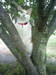 �F�ƒK�ƈ��L(�l���������r�s�d�k�k�`)�̐���