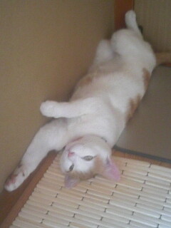 �F�ƒK�ƈ��L(�l���������r�s�d�k�k�`)�̐���