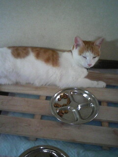 �F�ƒK�ƈ��L(�l���������r�s�d�k�k�`)�̐���