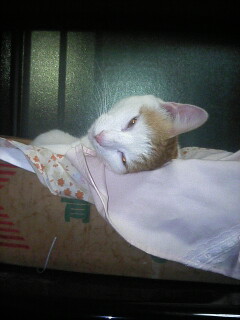 �F�ƒK�ƈ��L(�l���������r�s�d�k�k�`)�̐���