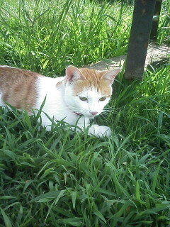 �F�ƒK�ƈ��L(�l���������r�s�d�k�k�`)�̐���