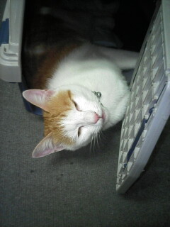 �F�ƒK�ƈ��L(�l���������r�s�d�k�k�`)�̐���