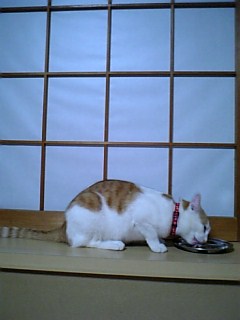 �F�ƒK�ƈ��L(�l���������r�s�d�k�k�`)�̐���