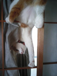 �F�ƒK�ƈ��L(�l���������r�s�d�k�k�`)�̐���