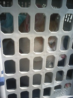 �F�ƒK�ƈ��L(�l���������r�s�d�k�k�`)�̐���