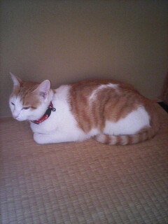 �F�ƒK�ƈ��L(�l���������r�s�d�k�k�`)�̐���