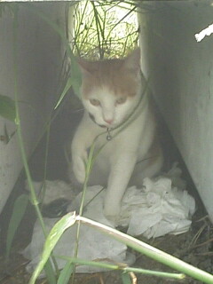 �F�ƒK�ƈ��L(�l���������r�s�d�k�k�`)�̐���