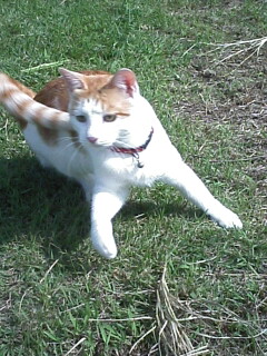 �F�ƒK�ƈ��L(�l���������r�s�d�k�k�`)�̐���