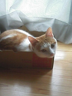 �F�ƒK�ƈ��L(�l���������r�s�d�k�k�`)�̐���