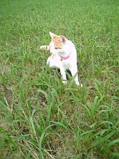 �F�ƒK�ƈ��L(�l���������r�s�d�k�k�`)�̐���