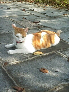 �F�ƒK�ƈ��L(�l���������r�s�d�k�k�`)�̐���