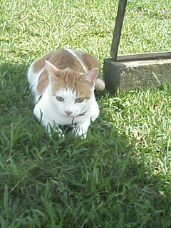 �F�ƒK�ƈ��L(�l���������r�s�d�k�k�`)�̐���