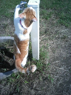 �F�ƒK�ƈ��L(�l���������r�s�d�k�k�`)�̐���