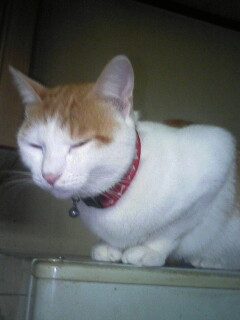 �F�ƒK�ƈ��L(�l���������r�s�d�k�k�`)�̐���