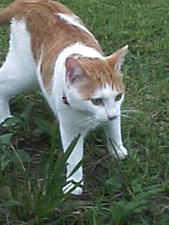 �F�ƒK�ƈ��L(�l���������r�s�d�k�k�`)�̐���