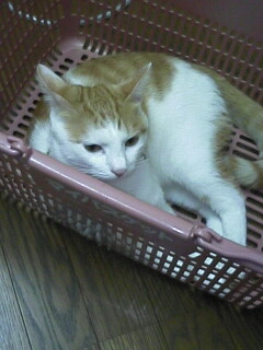 �F�ƒK�ƈ��L(�l���������r�s�d�k�k�`)�̐���