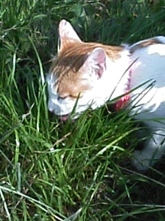 �F�ƒK�ƈ��L(�l���������r�s�d�k�k�`)�̐���