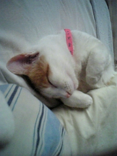 �F�ƒK�ƈ��L(�l���������r�s�d�k�k�`)�̐���