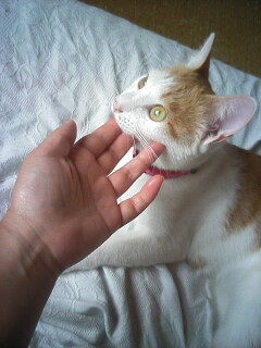 �F�ƒK�ƈ��L(�l���������r�s�d�k�k�`)�̐���