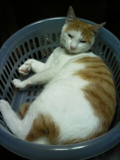 �F�ƒK�ƈ��L(�l���������r�s�d�k�k�`)�̐���