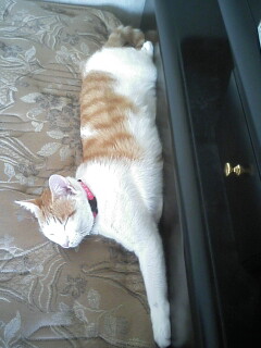 �F�ƒK�ƈ��L(�l���������r�s�d�k�k�`)�̐���