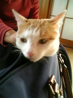 �F�ƒK�ƈ��L(�l���������r�s�d�k�k�`)�̐���