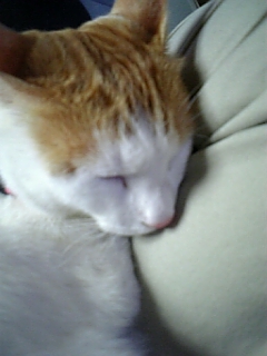 �F�ƒK�ƈ��L(�l���������r�s�d�k�k�`)�̐���