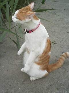 �F�ƒK�ƈ��L(�l���������r�s�d�k�k�`)�̐���