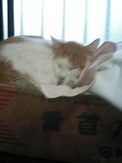 �F�ƒK�ƈ��L(�l���������r�s�d�k�k�`)�̐���