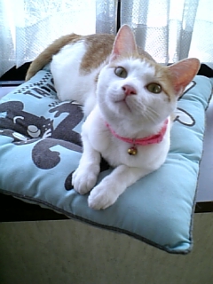 �F�ƒK�ƈ��L(�l���������r�s�d�k�k�`)�̐���