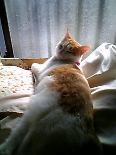 �F�ƒK�ƈ��L(�l���������r�s�d�k�k�`)�̐���